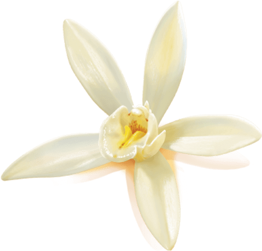 The Flower That Products The Vanilla Bean Lasts Only - زهره الفنيلا (600x600), Png Download