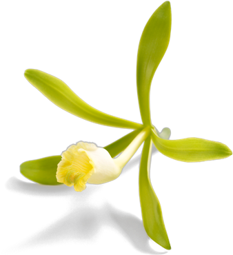 The Vanilla Bean Is Known For It's Rich, Earth Sweet - Vanilla Flower (338x370), Png Download