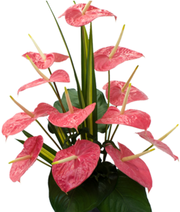 Tropical Flowers Png 12pinkanthurium Hawaii Flowers1200 - Flower (462x306), Png Download