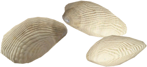 Clams - Baltic Clam (480x480), Png Download