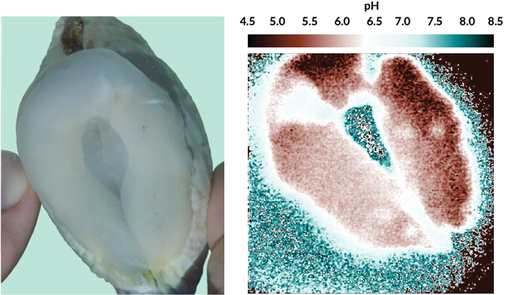 An Image Showing The Ph Of A Giant Clam's Boring Organ - Indicating Acidity (730x425), Png Download