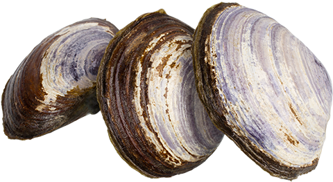 Want A Sweet Flavour, Why Not Try Savoury Clams From - Baltic Clam (575x354), Png Download