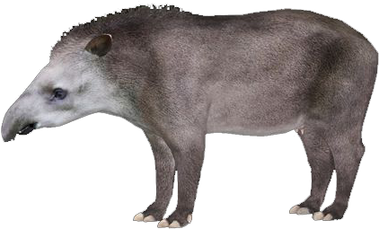 South American Tapir - Tapir Transparent (421x421), Png Download