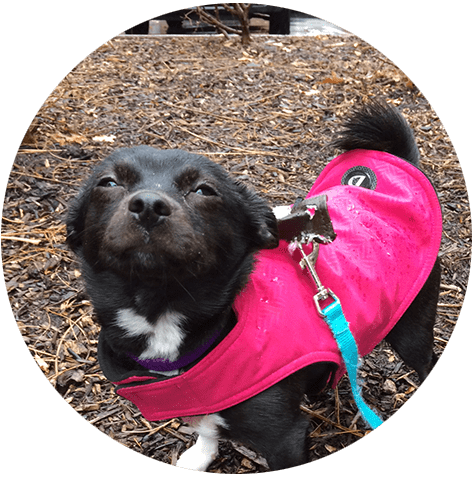 Dog Walking And Training In Weehawken, Nj - New Jersey (472x477), Png Download