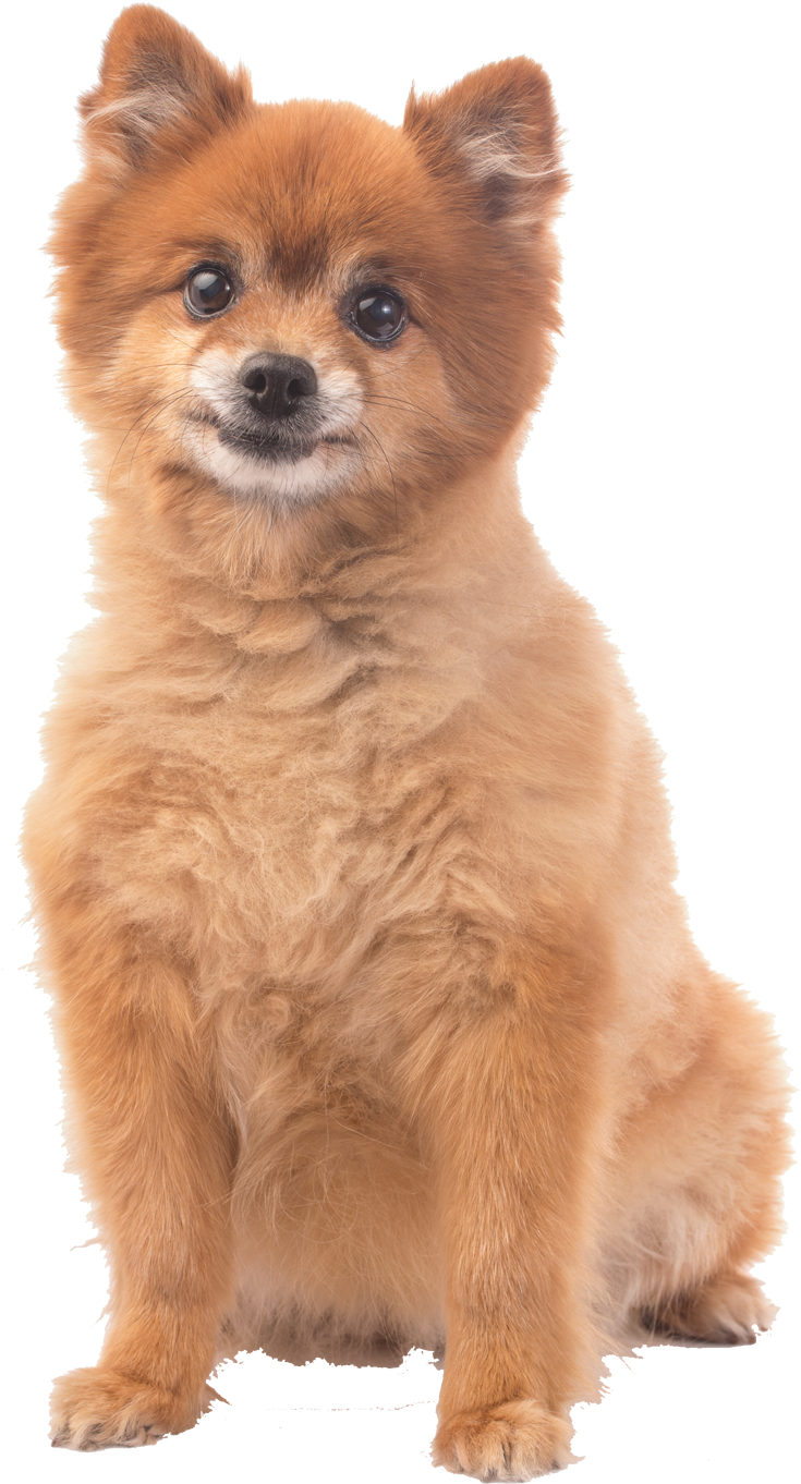 How We Find The Pawfect Host For Your Dog - Dog (1200x1550), Png Download