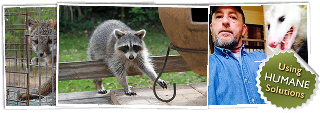 Dead Animal Removal & Control In Chapel Hill - Racoon (645x225), Png Download
