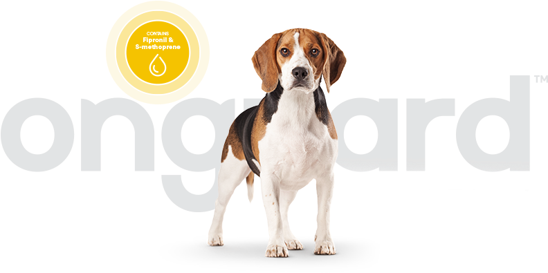 Onguard Uses Two Active Ingredients That Are Commonly - Dog Illustration Tank Top (798x401), Png Download