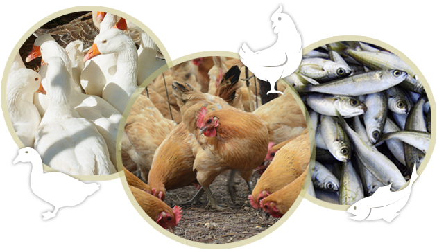 Gwb Is Also The Originator And Inventor Of Livestock - Biotechnology (661x397), Png Download