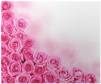 Hot Pink Roses Over White Background - Pink Flowers Background Borders (400x400), Png Download
