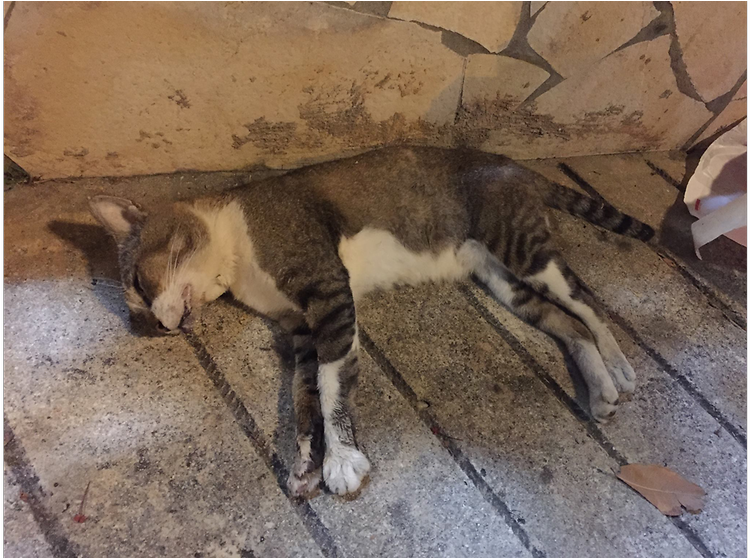 Cat Death (991x557), Png Download