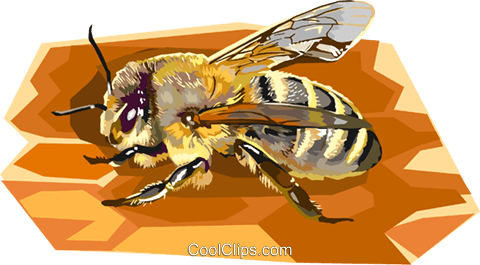 Carniolan Honeybee Royalty Free Vector Clip Art Illustration - Honey Bee Clip Art (480x265), Png Download