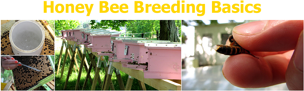 During This One Day Course We Will Talk About The Intricacies - Breed (1082x350), Png Download