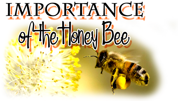 Bees Have Been Producing Honey From Flowering Plants - Honey (596x341), Png Download