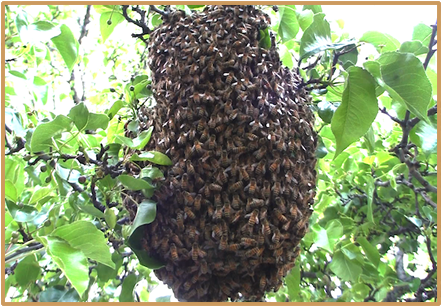 Honeybee Swarm - Honey Bee (440x418), Png Download