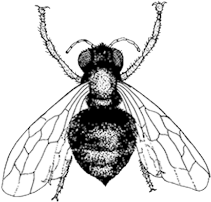Honeybee - Bee (441x424), Png Download