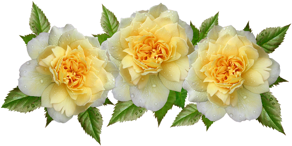 Roses, Yellow, Flowers, Raindrops, Arrangement - Flower (960x490), Png Download