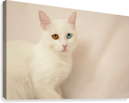 Cute Eyes 3 Canvas Print - Khao Manee (429x342), Png Download