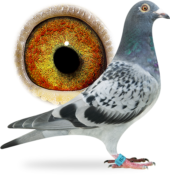 Nl16-1864758 - Rock Dove (556x565), Png Download