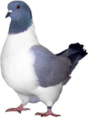 Black Bar Ice Pigeon (301x400), Png Download