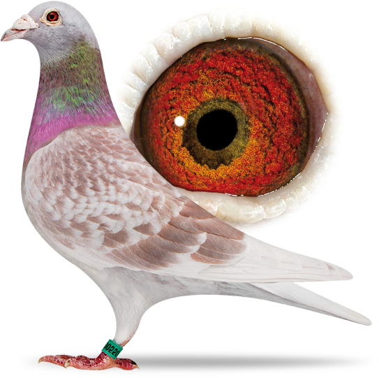 'ace Pigeon 43' Winner Of 3x - Racing Homer Gps Pigeon Ring (556x549), Png Download