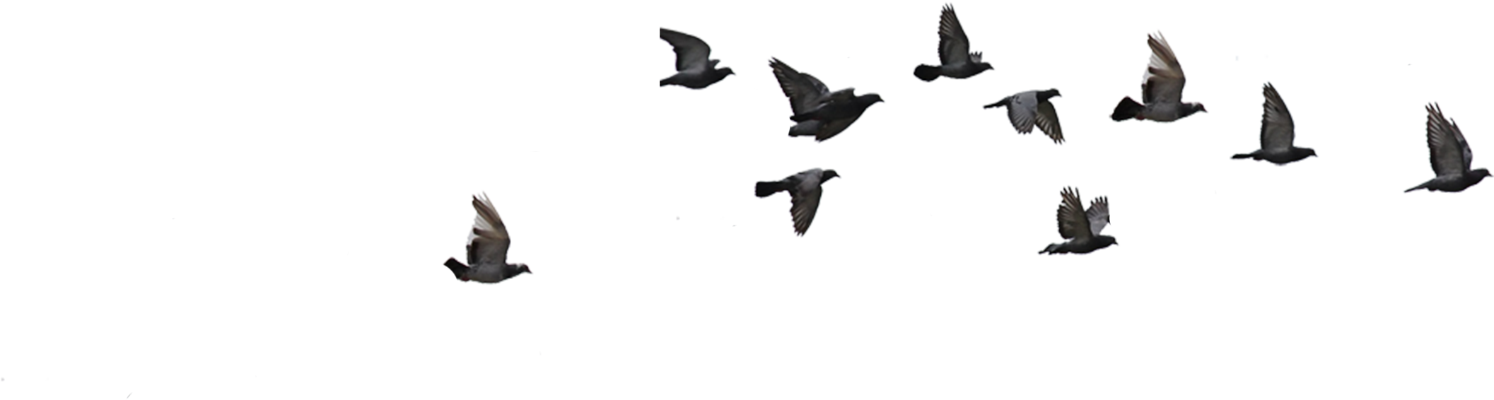 Great Black-backed Gull (2113x566), Png Download