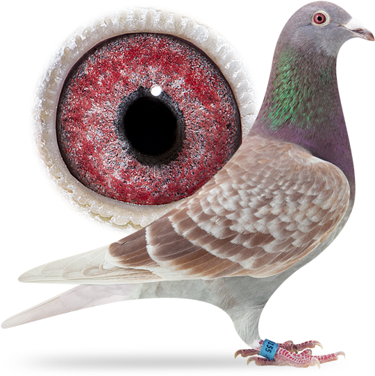 Our Collection - « - Rock Dove (556x549), Png Download