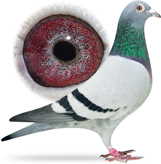 Golden Leo - 992 Van Den Bulck Pigeon (556x549), Png Download