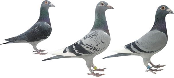 Exclusive Pigeons, Pigeon Auctions, Race Pigeon Auctions, - Transparent Pigeons (607x273), Png Download