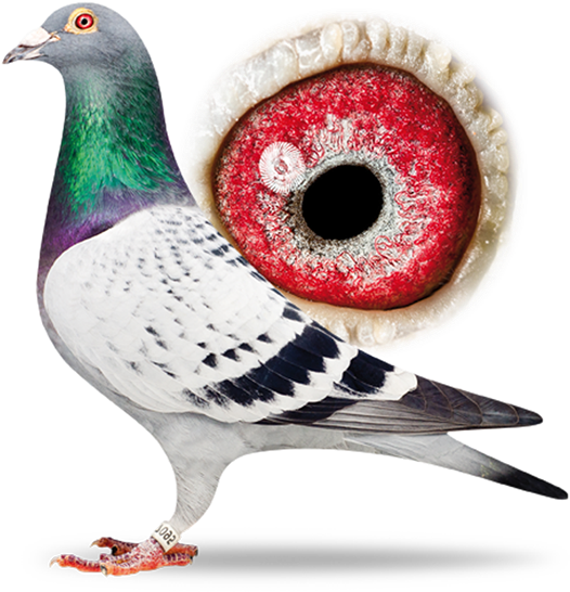 The - Marcel Sangers Top Pigeons (579x565), Png Download