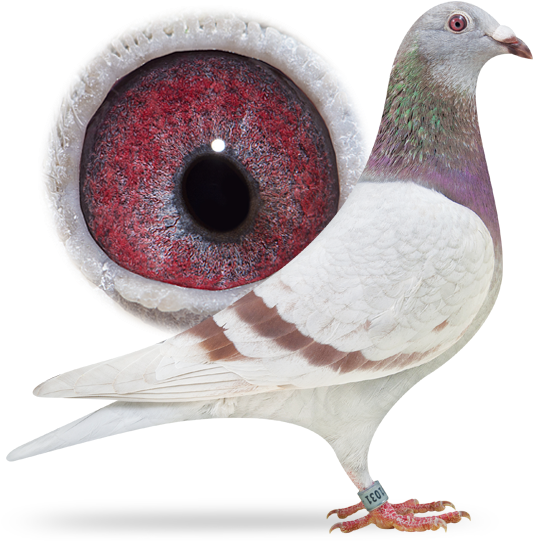 Our Collection - « - Rock Dove (556x549), Png Download