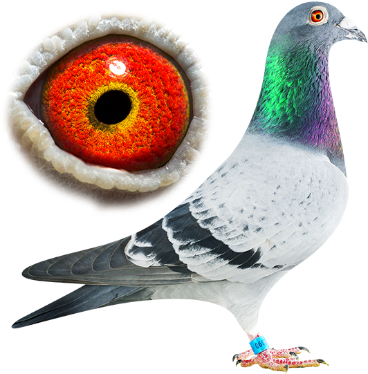 Pigeons - Stock Dove (600x570), Png Download