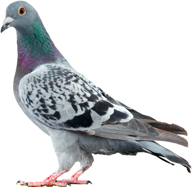 A1 Exterminators Pigeons Wildlife Control - Whistler Pigeon Mix 15kg (400x400), Png Download
