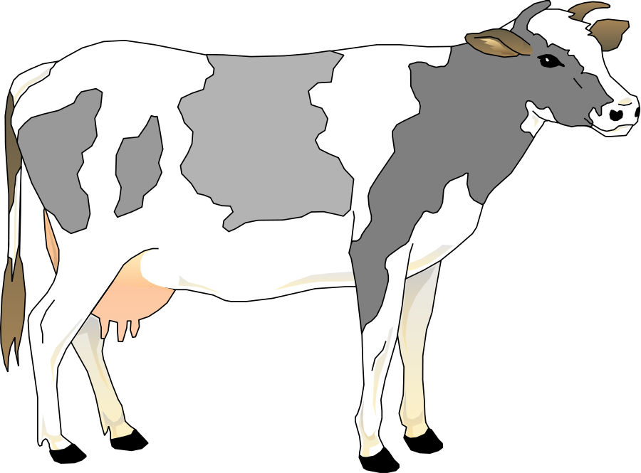 Cattle Clipart Indian Cow - Grey And White Cow (600x444), Png Download