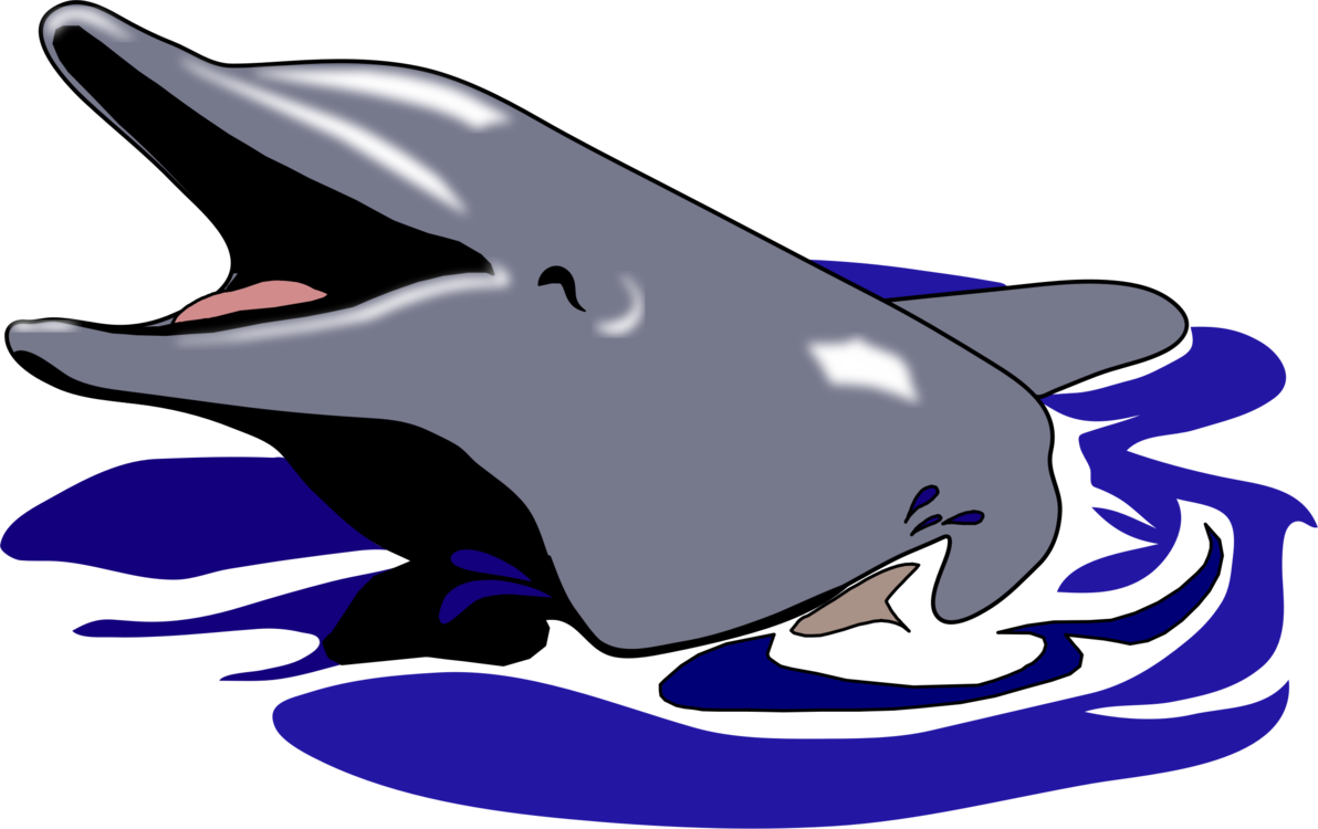 Oceanic Dolphin Drawing Common Bottlenose Dolphin Computer - Dolphin (1192x750), Png Download