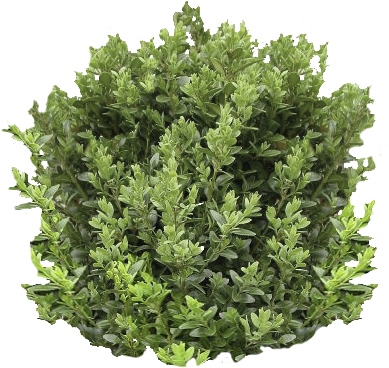 Cool Text 196408450567906 - Mixed Shrubs Cut Out (400x400), Png Download