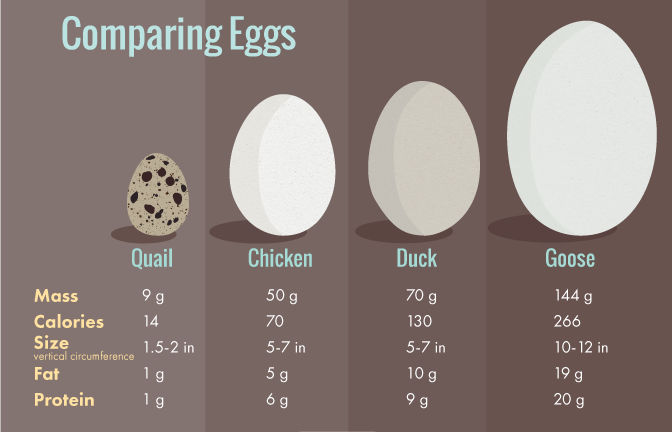 Egg Carton Labels - Desi Eggs Vs Broiler Eggs (672x432), Png Download
