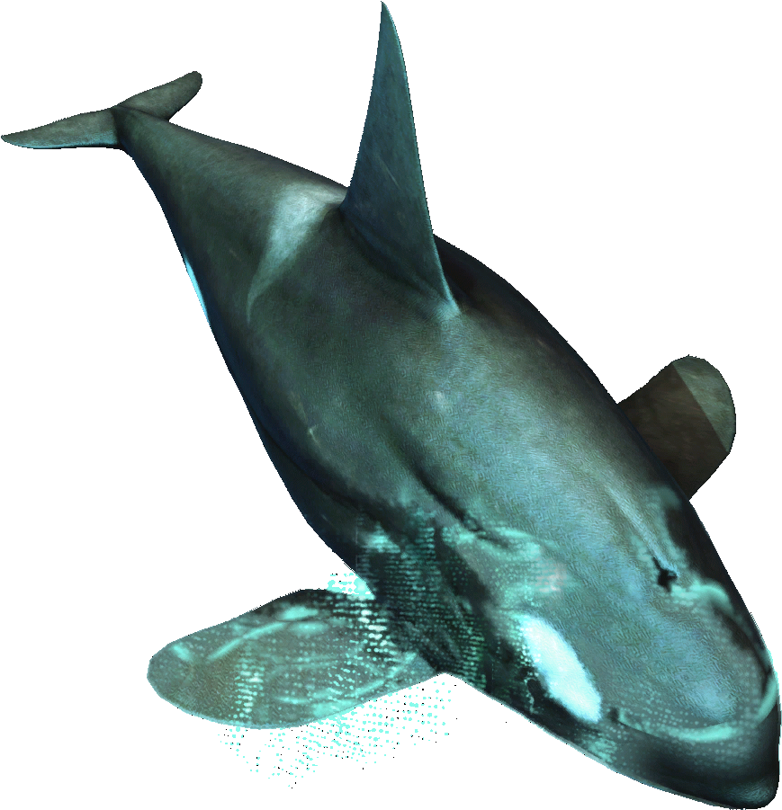 Killer Whale (1024x1024), Png Download