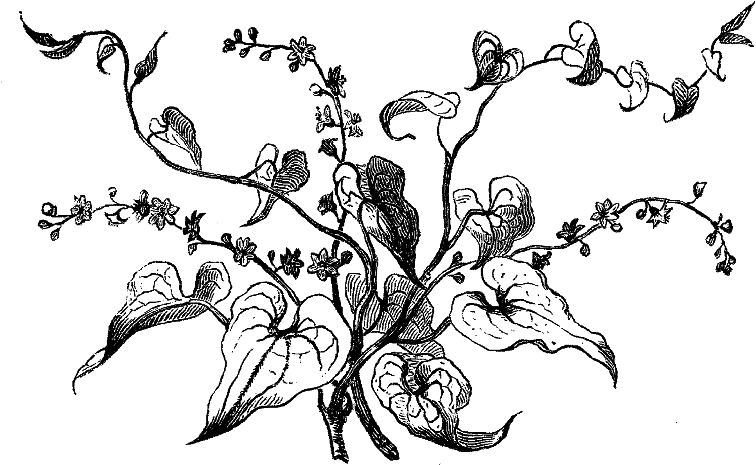 Dogwood Tree Drawing At Getdrawings - Black And White Wildflower Illustration (1600x1046), Png Download