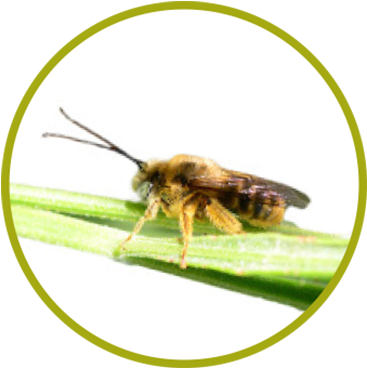 Long-horned Bee, Melissodes Spp - Net-winged Insects (416x398), Png Download