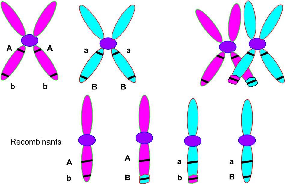 Dna Clipart Wikipedia - Chromosomes During Crossing Over (1200x621), Png Download
