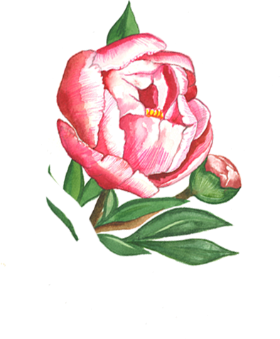 Orange Green Leaves Rose - Rose (394x476), Png Download