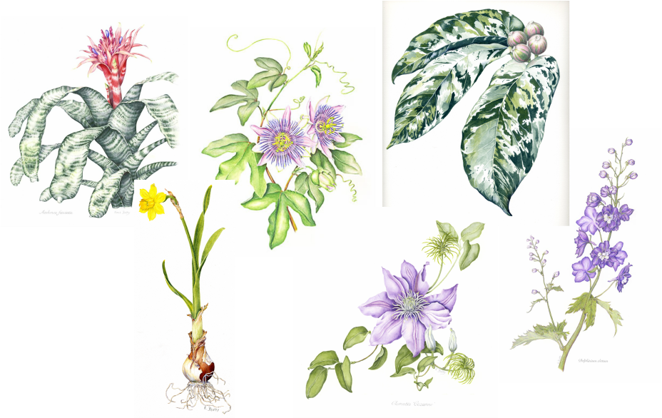 Watercolor Botanical Illustrations Of Various Flowers - Botanical Illustration Passion Flower (928x586), Png Download