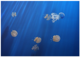Jellyfish (400x400), Png Download