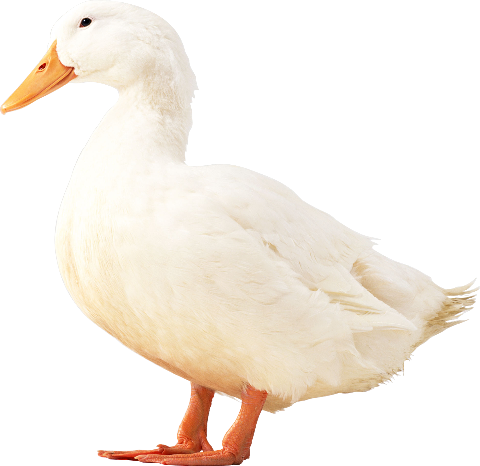 White Duck Png (1961x1905), Png Download
