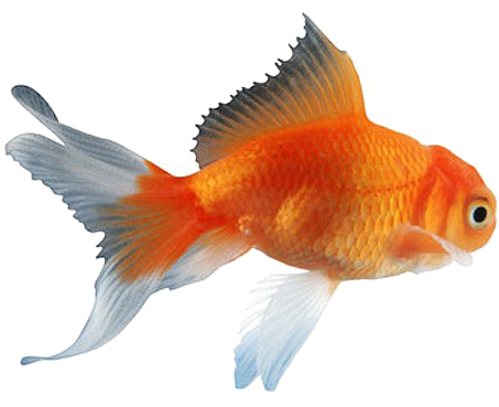 Goldfish Png Clipart - Real Goldfish (521x460), Png Download