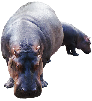 Hippopotamus Clip Art Mother Baby - Hippopotamus (354x346), Png Download