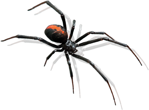 Related Wallpapers - Mosquito Emoji Png (498x398), Png Download