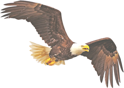 Eagle - Turn Off The Tv Bald Eagle Strategy Puzzle (433x306), Png Download
