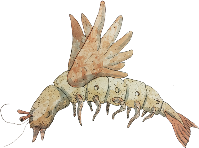 < Inicio - Litopenaeus Setiferus (800x800), Png Download