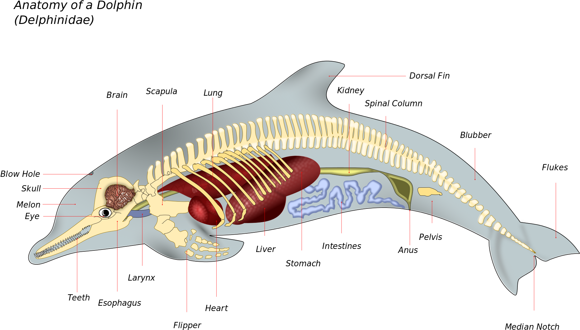 Open - Делфин Форма На Опашката (2000x1198), Png Download